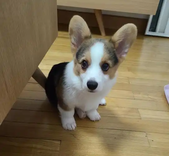 上海*奶油脸~三色柯基弟弟转手*寻爱心主人