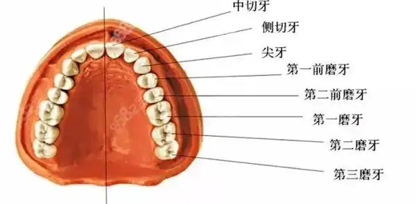 牙齿矫正拔4号和5号牙的区别是啥可以不对称拔牙吗