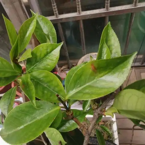 茶花的病治不好了