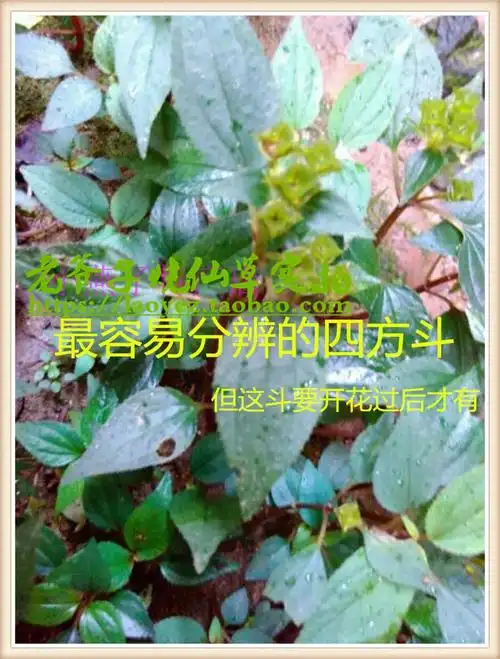 正宗野生风柜斗草干品 楮头红 风谷草 风鼓草 干品特价50克包邮