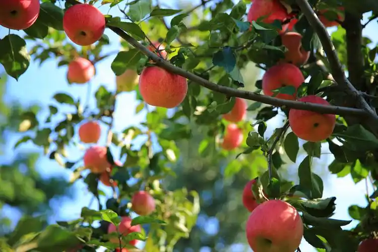 顺义-采摘园-苹果-蔬菜20201006