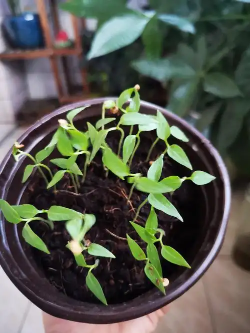 其它 2020暑假科学实验--eason 写美篇朝天椒发芽了,果然是朝天椒