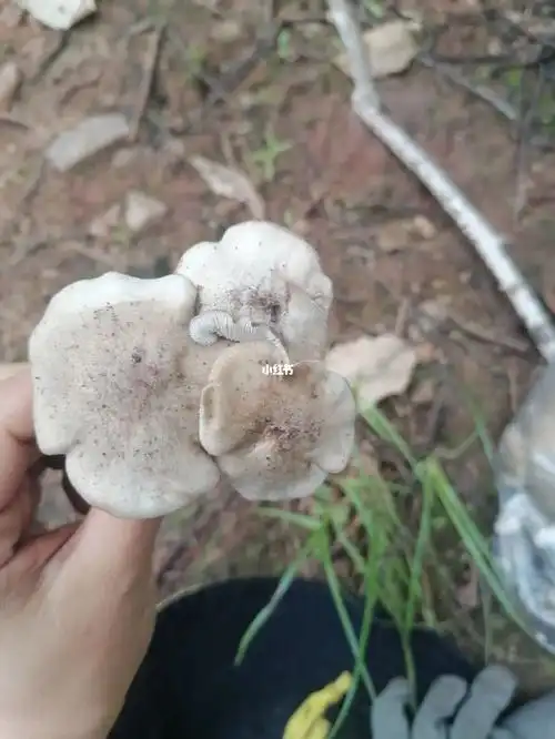 帮忙解答一下[仙女r][仙女r]#野生菌  顺便问问后面两张图是不是干巴