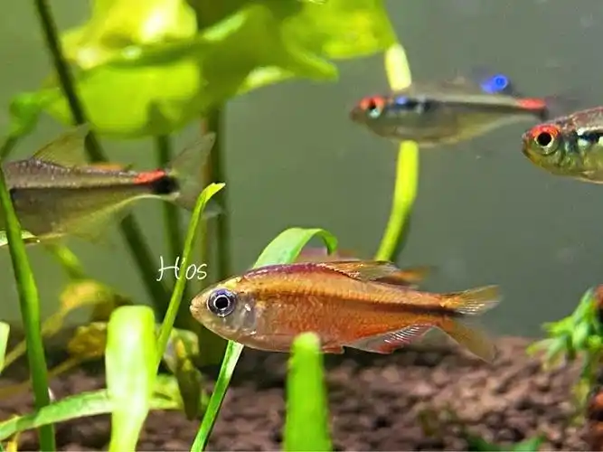 一组南美灯鱼集美