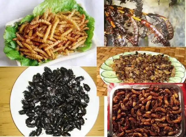 云南虫子宴都有什么虫,昆虫宴有哪些昆虫图片(舌尖上的美味——云南