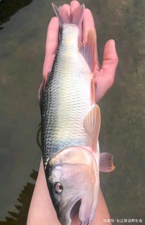贵阳钓鱼人钓到"半斤马口鱼",马口鱼真能长这么大?