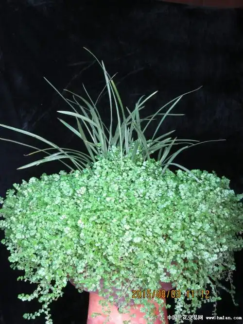 盆面草玲珑冷水花