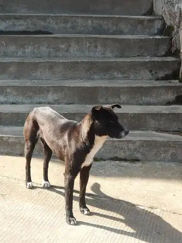 四jio踏雪的狗子很聪明的