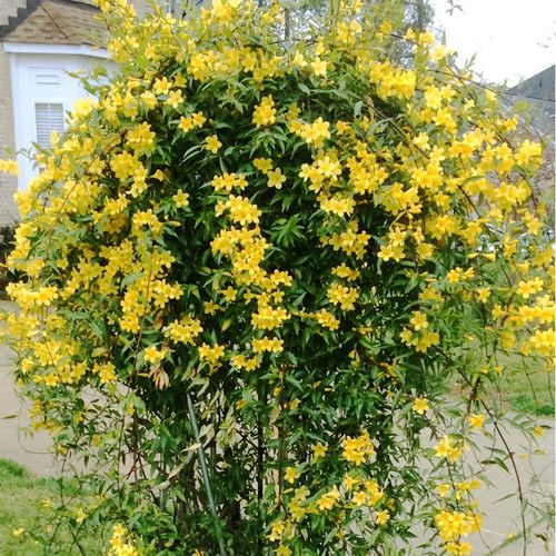 法国香水茉莉茉莉花花苗爬藤植物耐寒浓香四季花卉