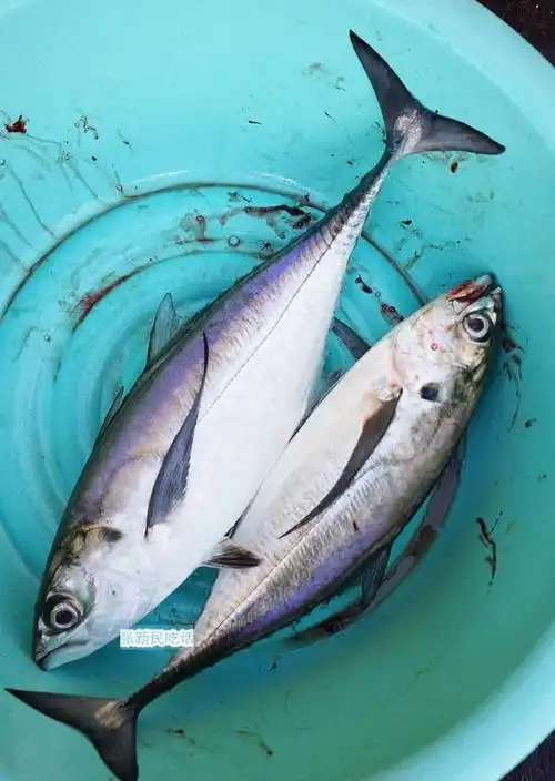 巴浪鱼名气大得很但巴浪鱼同时又是很多鱼的泛称