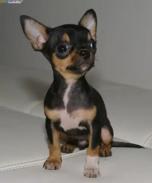 名犬专卖/卡哇伊吉娃娃/纯种小型墨西哥吉娃娃宝宝出售