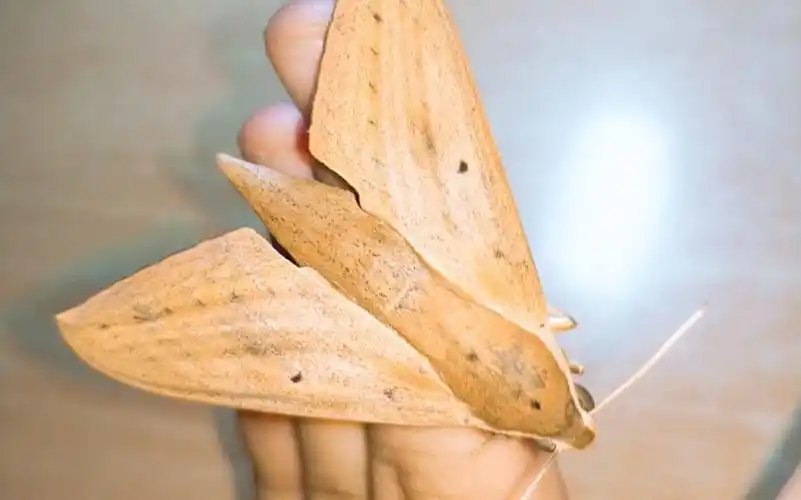 日常之和乖蛾子赭斜纹天蛾一起玩耍