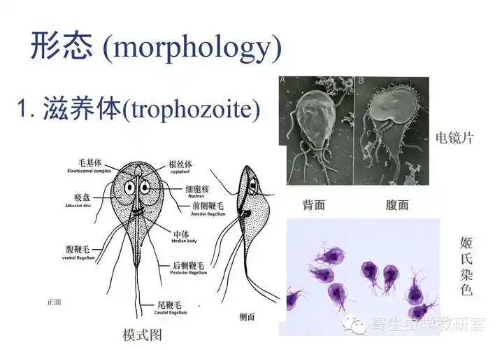 蓝氏贾第鞭毛虫(giardia lamblia)