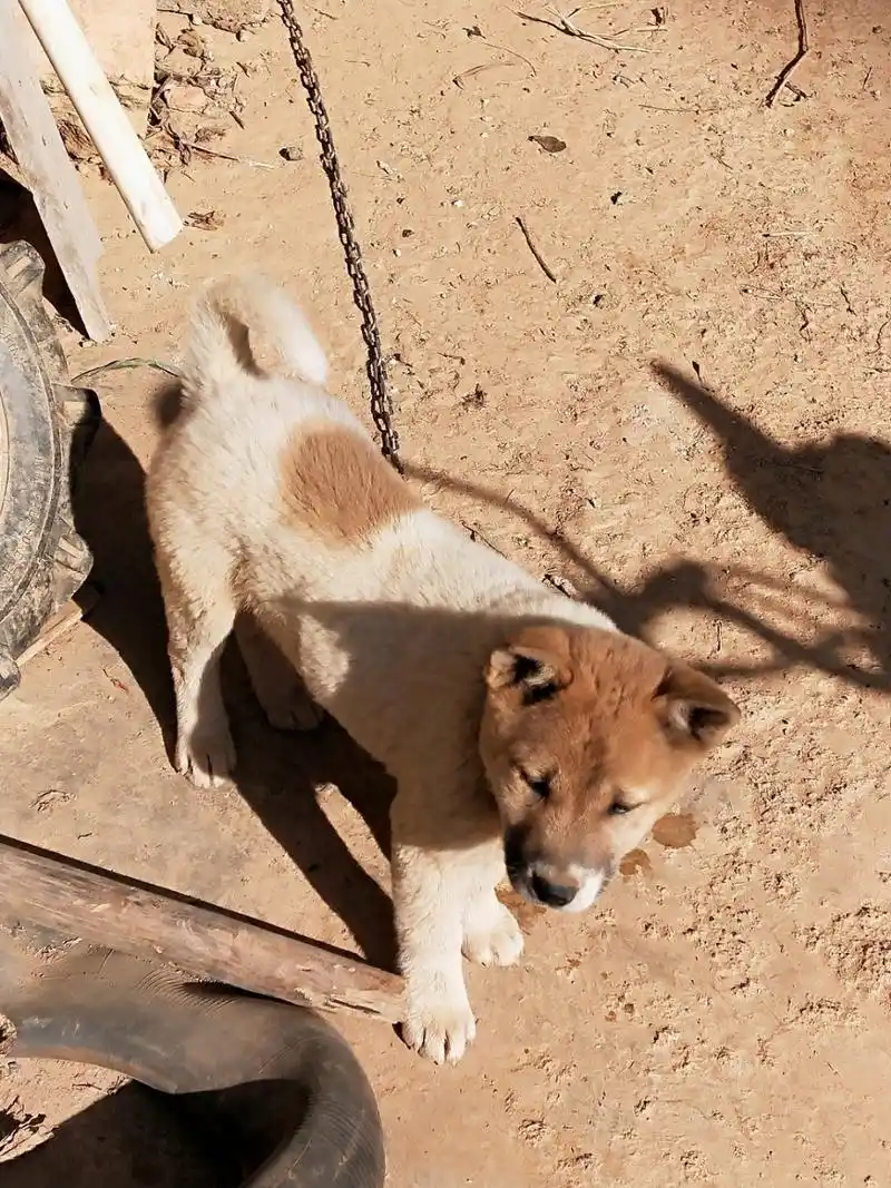 一须黄头白狗身带印