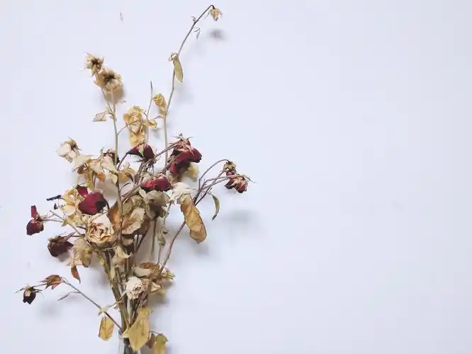 干花-停在最美的样子