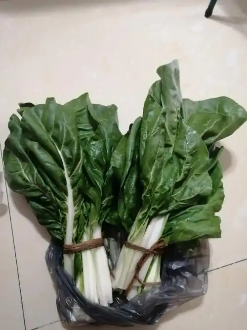 刚才去买菜,看见一个老伯摆地摊卖猪乸菜,广西叫猪婆菜,豆腐菜.