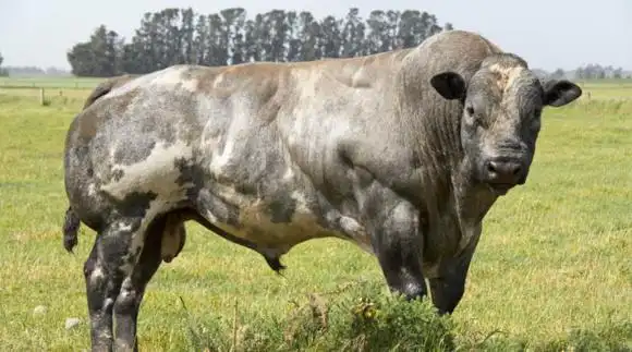 图:据说我们人体内也有这种"肌肉生长抑制素",所以我们人类的肌肉其实