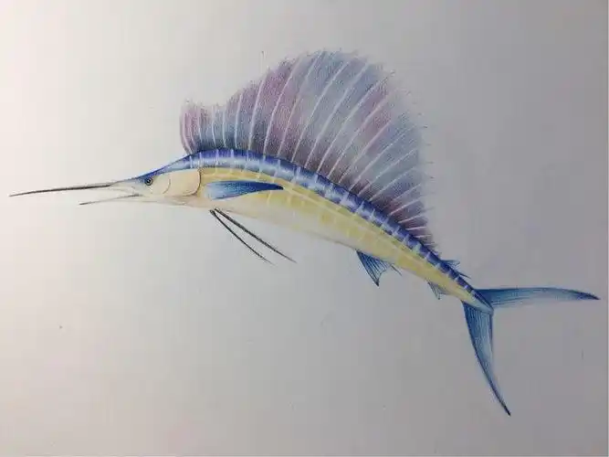 海明威《老人与海》中的旗鱼怎么画?彩铅手绘教程