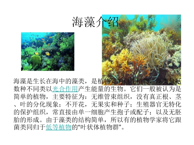 海藻的介绍演示教学.ppt