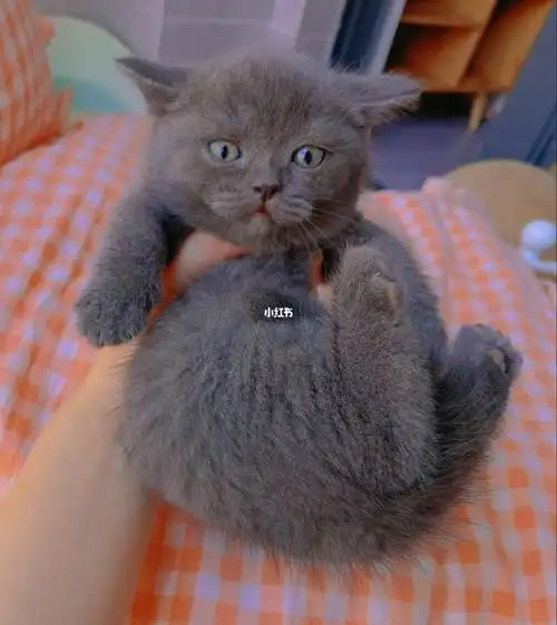 蓝猫#昆明猫吧#昆明猫舍