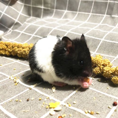 double yellow宠物仓鼠活物小仓鼠幼崽活体仓鼠宝宝金丝熊 奶牛熊1只