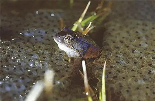 青蛙,蛙属,产卵,欧洲,两栖动物,动物