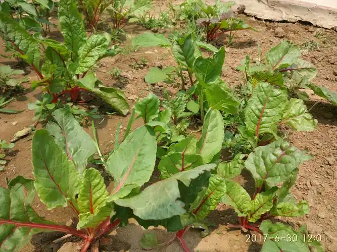 仅存的几棵红根菜又长大了.