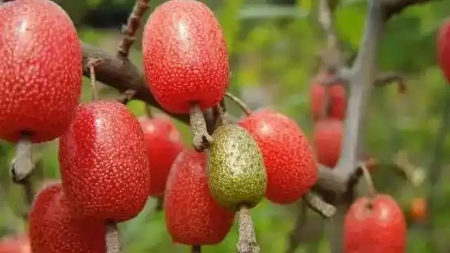 牛奶子——曾经的野果子