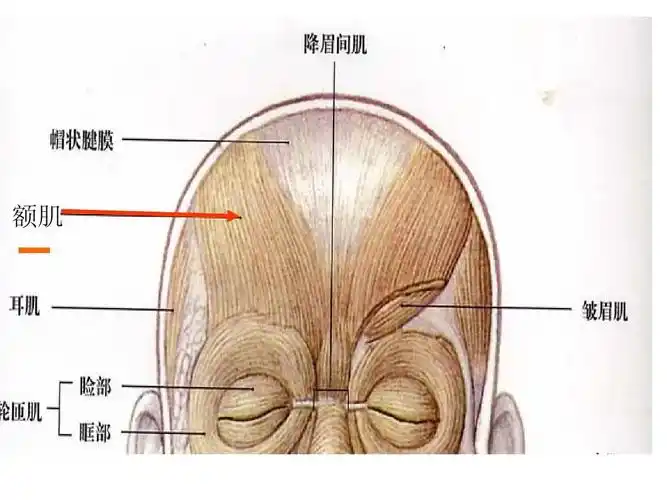 艺用解剖头部2ppt