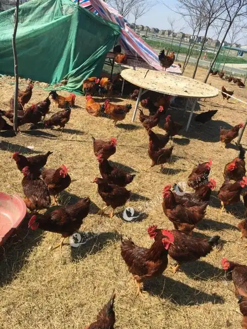 溧阳原生态三黄鸡,乌鸡