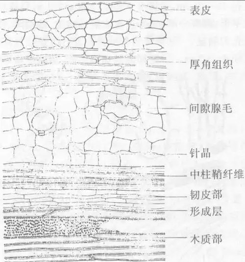 豆叶曰藿,其叶似之,香气浓厚,故名藿香.【别名】藿香,藿香叶,藿梗.