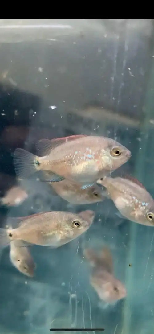 小鱼苗成长变化 - 罗汉鱼玩家 - 龙巅罗汉鱼