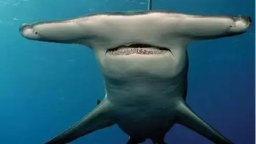 鲨鱼变异成毒鲨可以喷射毒液,人类感染变成丧尸
