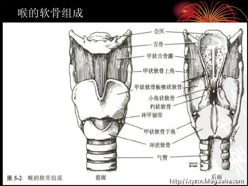 喉的软骨组成