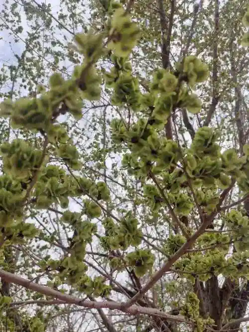 一,是花还是果实榆钱也叫榆荚,榆子,榆仁,榆实,榆荚仁,它是榆树的果实