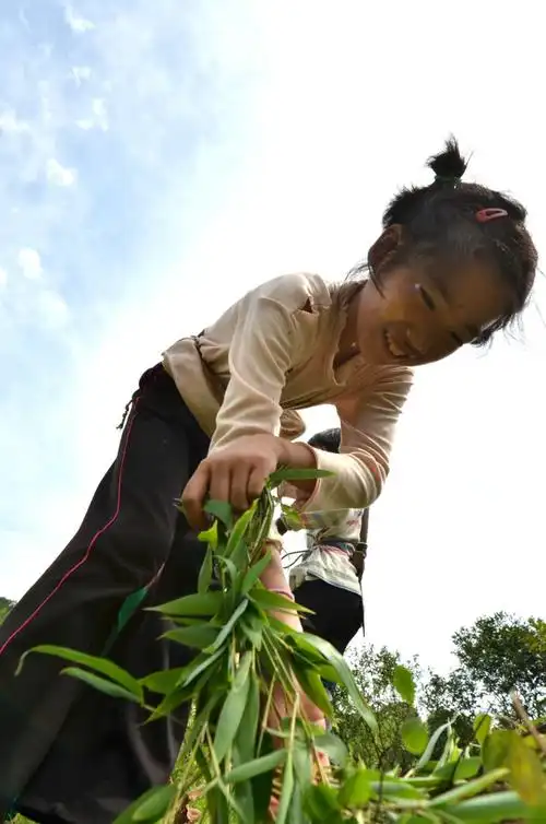 【转载】【实录农村暑假】砍柴的小女孩