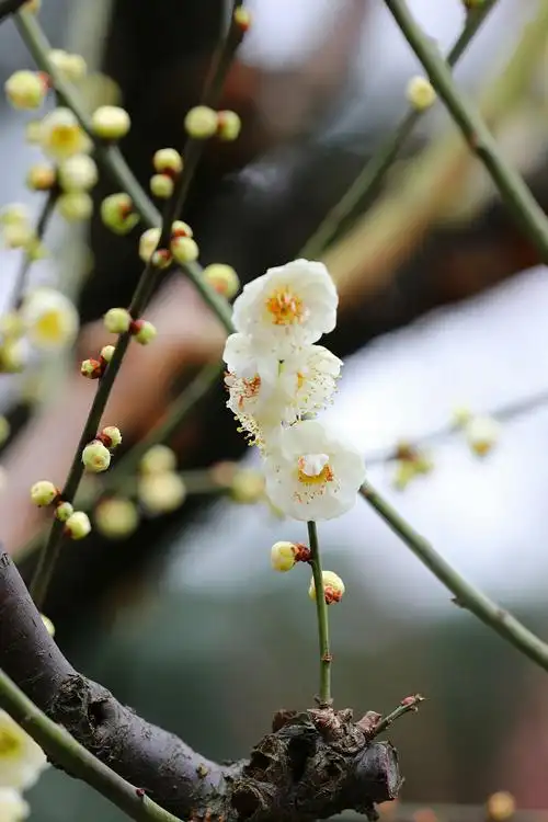 绿萼梅花报春来