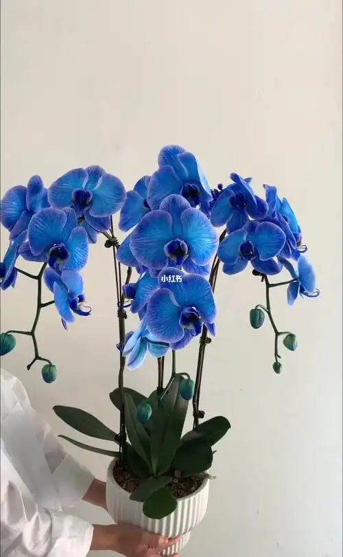 喜欢的蓝色蝴蝶兰盆栽成都花店