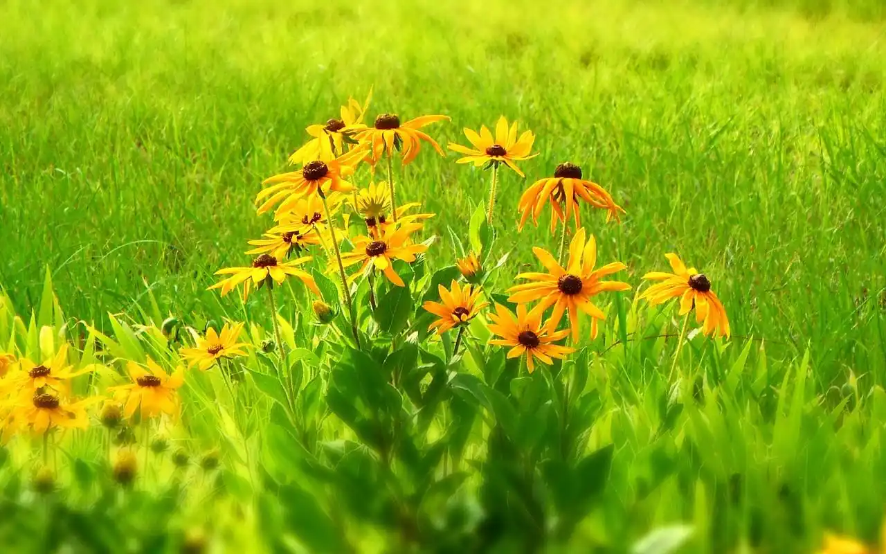 唯美自然黄色野花清新风景高清电脑壁纸图片下载-植物壁纸-壁纸下载