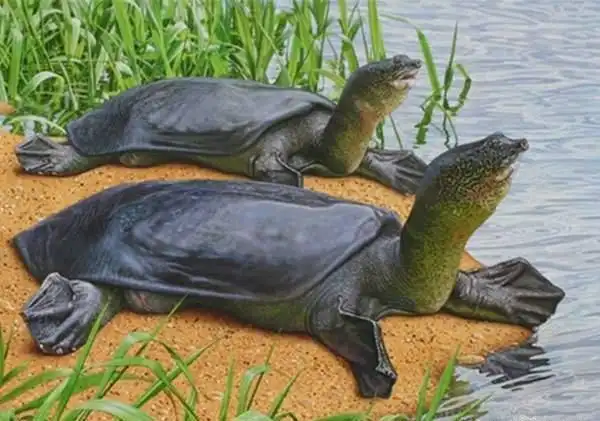 近日南阳村民捕捉到的46斤的巨鳖到底是什么鳖?它为何长这么大?