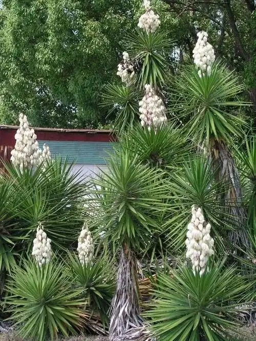 院子可养这15种低矮灌木花卉,种出一片迷人花丛,能不停开花