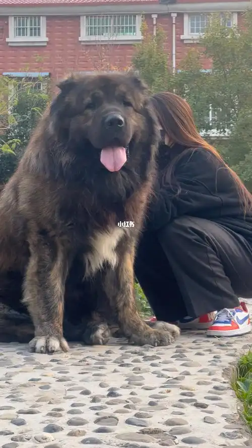 俄罗斯超级冠军高加索犬恶魔