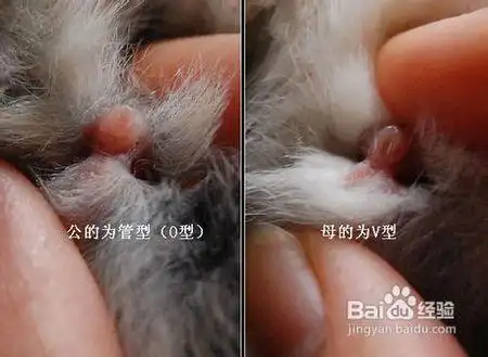兔子怎么区分公母?