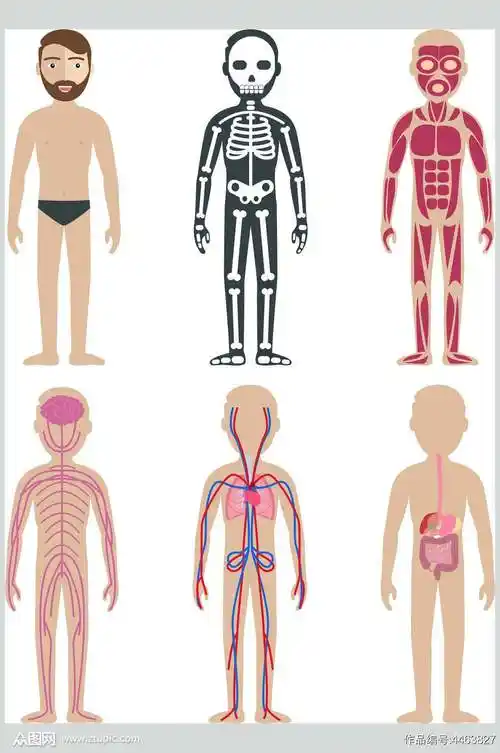 线条人体黄红黑人体构造图矢量素材模板下载-编号4463827-众图网