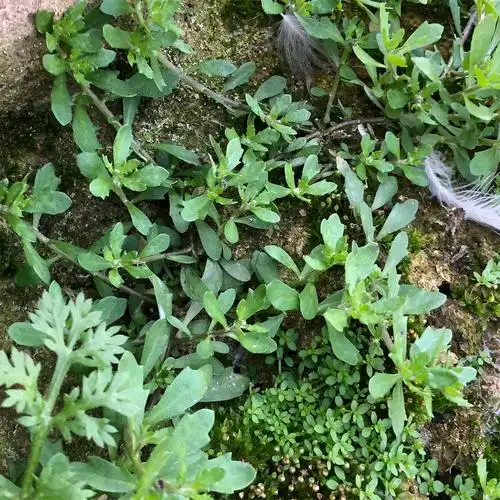 食草鹅不天然汁滴新鲜鹅仔200g草食胡荽草包其他药食同源食品