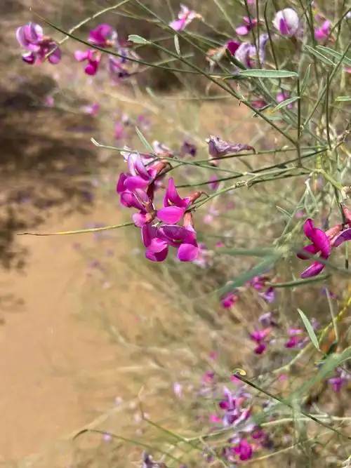 it之家获悉,花棒是荒漠和半荒漠化地区生长的一种