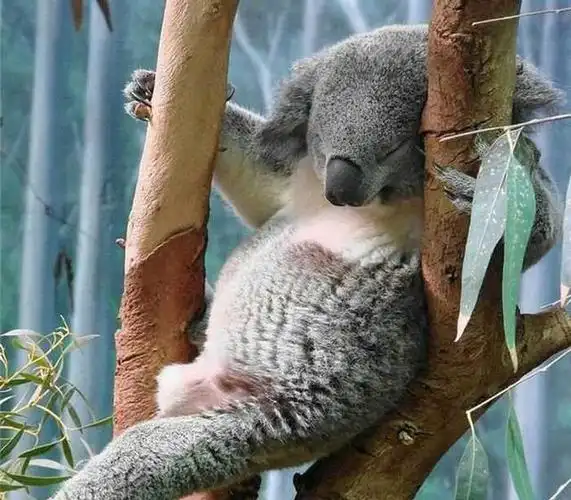 爆笑8张动物睡姿第7张萌翻众人实在太可爱了