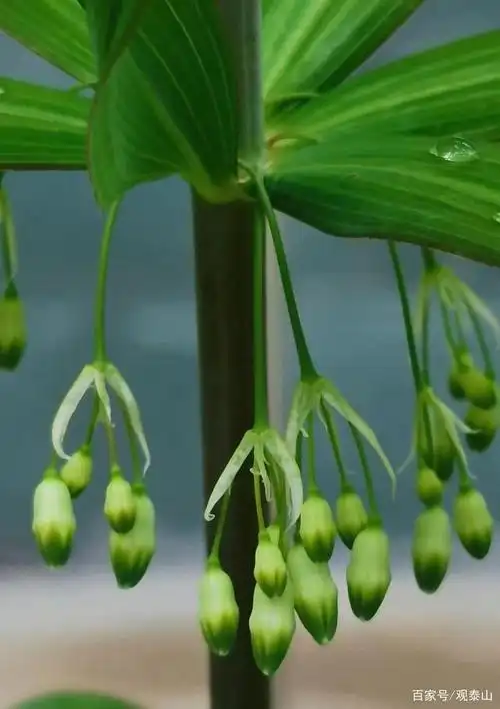 泰山植物之泰山黄精