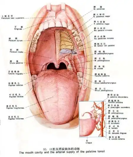 腮腺恶性肿瘤的治疗