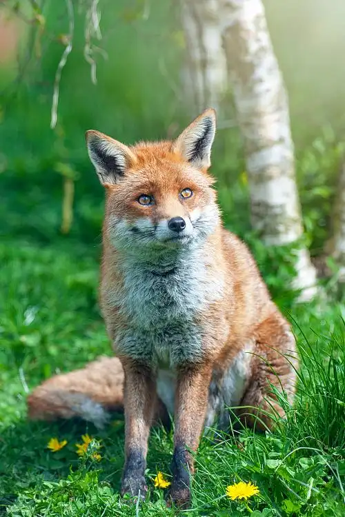 看着摄像机,红狐狸图片素材_id:vcg211163953349-vcg.com